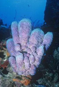 Морская губка