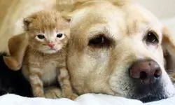 шерсть собаки и кошки