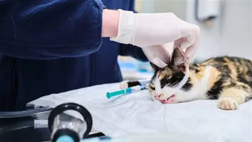 Ветеринар лечит кошку с дыхательной трубкой во рту.