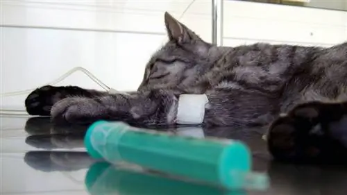 Больной кот получает лечение
