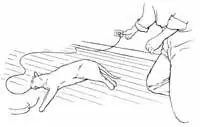 Как лечить кошку при поражении электрическим током