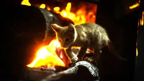 Как лечить обожженную кошку
