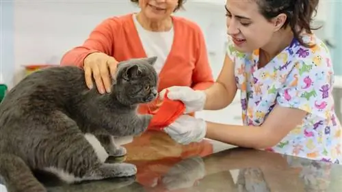кошка ранена