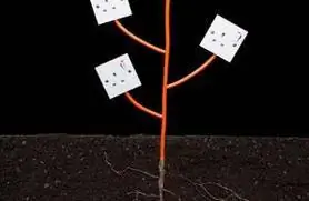 фото энергетического дерева