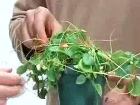 Вампир-сорняк атакует другие растения