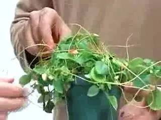 В какое время суток следует поливать растения?