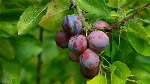 Как вырастить сливу из ямы