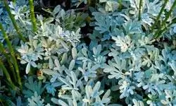 5 способов ухода за садом зимой