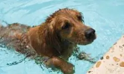 5 старинных советов по чистке ковров, ковровых покрытий и полов