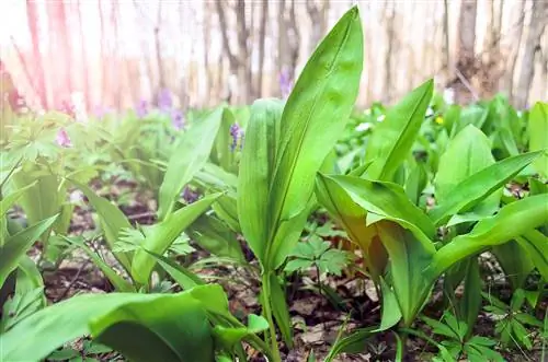 пандусы крупным планом весной в лесу на солнечном лугу