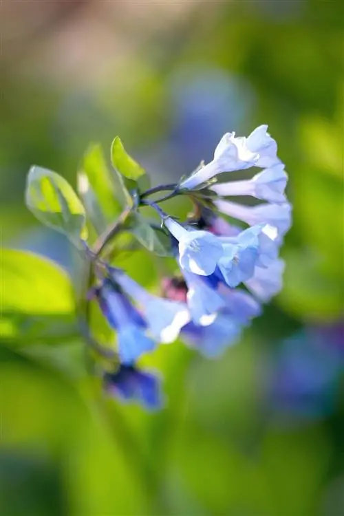 Деталь колокольчика Mertensia virginica