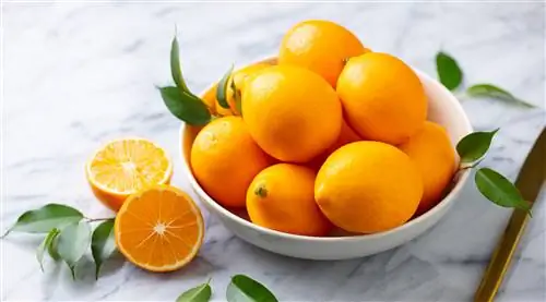 Что такое лимон Мейера? И чем он отличается от обычного лимона?