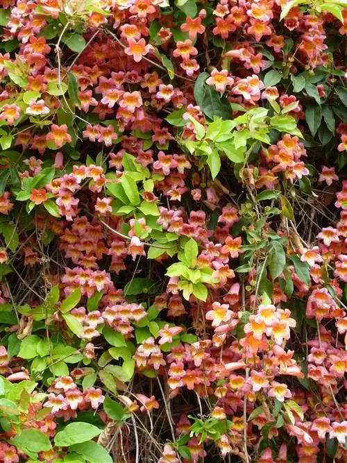 Bignonia capreolata 'Tangerine Beauty', сорт виноградный