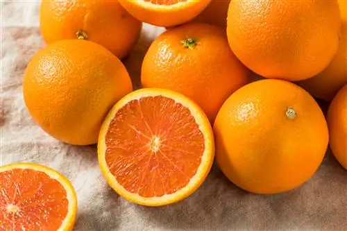 Сырые органические апельсины каракара