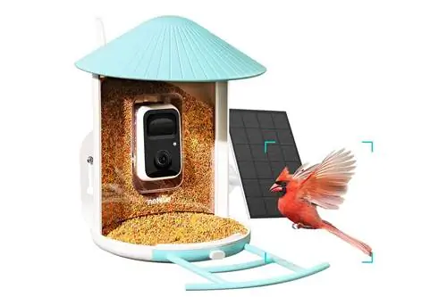 Умная камера для кормления птиц Amazon Prime Day NETVUE Birdfy Lite