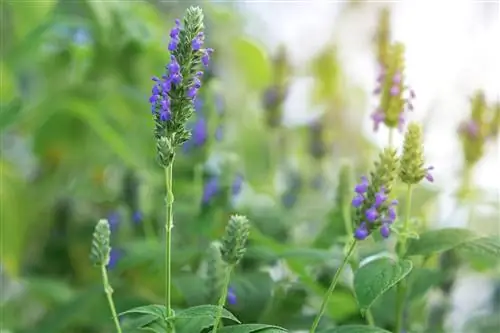 Растение чиа или Salvia Hispanica