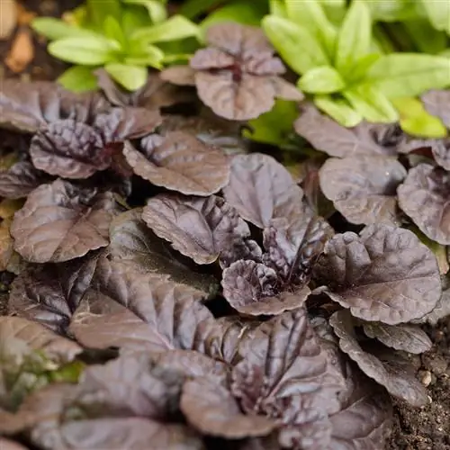 растение аюга рептанс