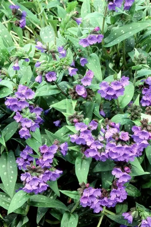 Пурпурная медуница