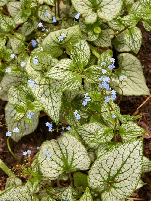 Сердцелистная бруннера «Королевский выкуп»