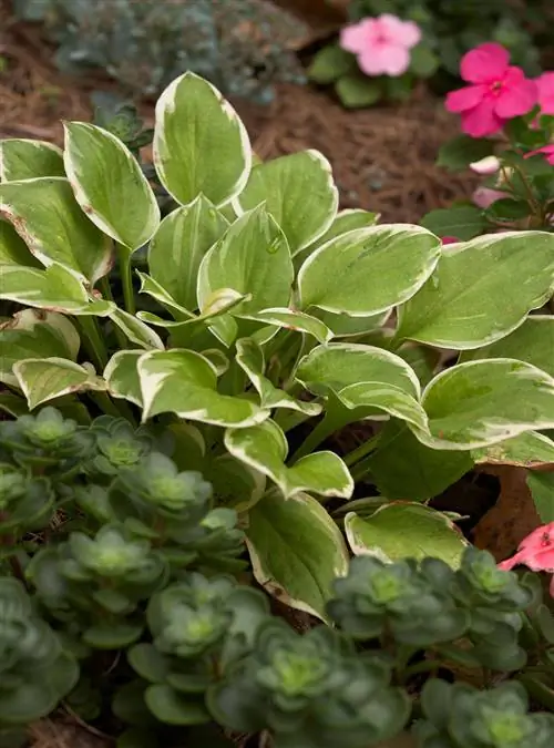 Хоста 'Небесная Тиара'