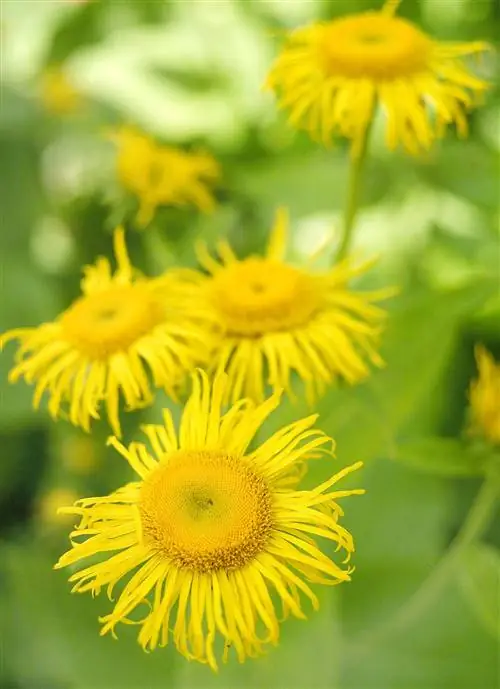 цветок погибели леопарда