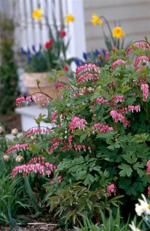 Кровоточащее сердце (Dicentra spectabilis)