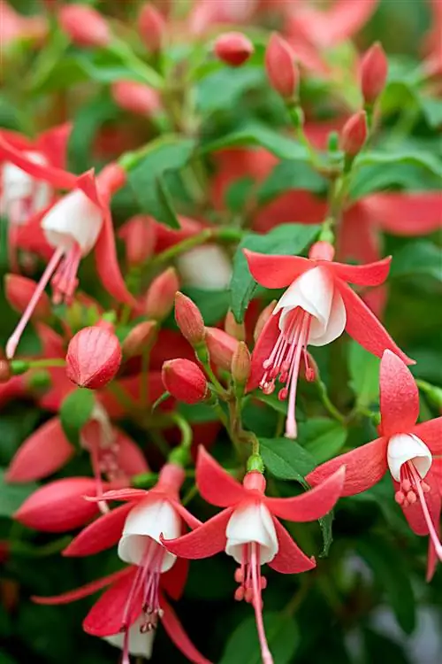 'Diva Coral and White' фуксия