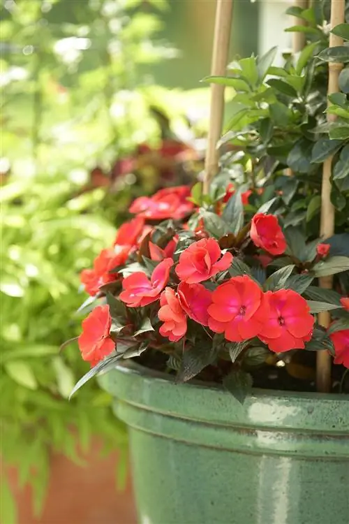 красная новогвинейская недотрога крупным планом в зеленом контейнере