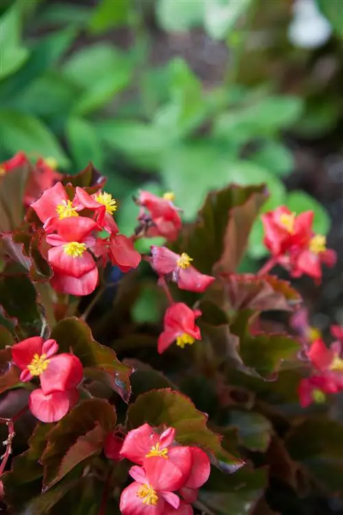 красная восковая бегония цветет