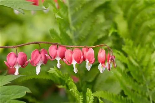 17 красочных уличных растений, которым не нужен солнечный свет