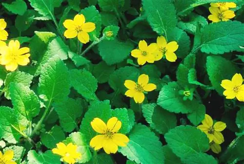 Как посадить и вырастить Golden Star (Chrysogonum virginianum)