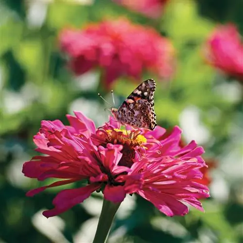 Розовая бабочка циннии