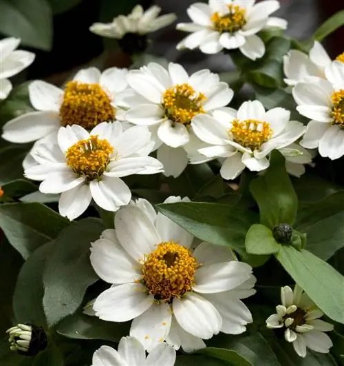 Захара Белая цинния