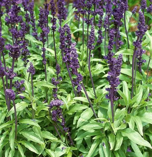 Шалфей мучнистый