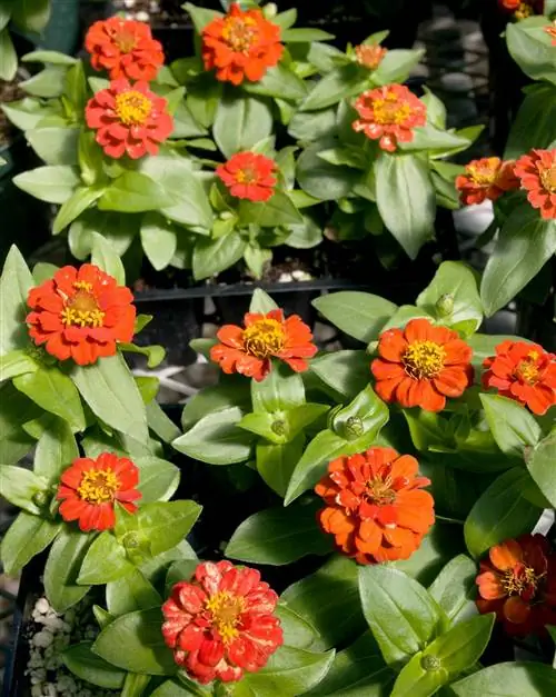 Benarys Giants Оранжевая цинния