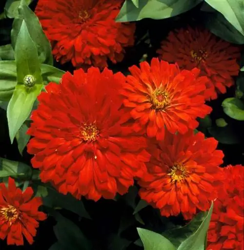 Парсол Микс цинния