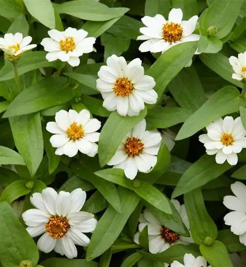 Изобилие Белая цинния