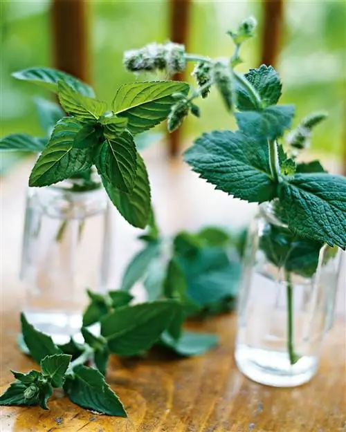 Мята Hillary's Sweet Lemon