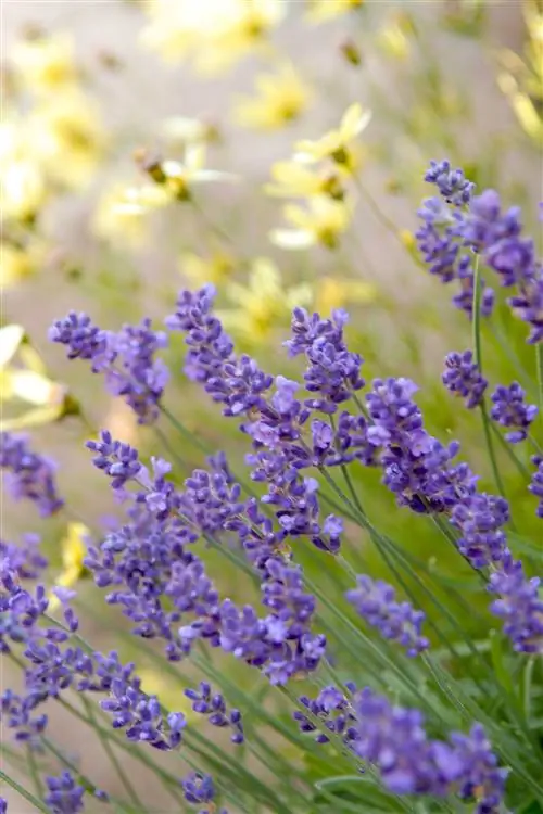 цветущая лаванда