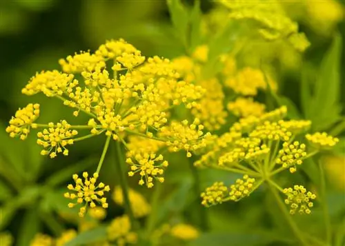 укроп Anethum Graveolens 'Букет'