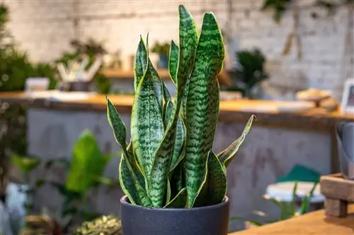 Змеиное растение в горшке