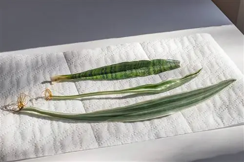 отдел змеиных растений