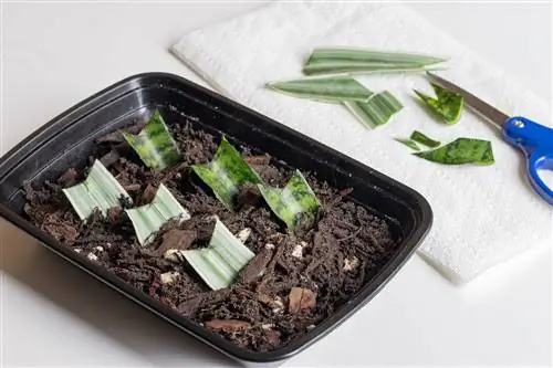 кусочки листьев с угловатыми горизонтальными надрезами, помещенные на глубину около полдюйма во влажную почвенную смесь внутри контейнера