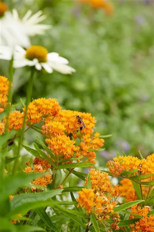 Бабочка-сорняк Asclepias tuberosa