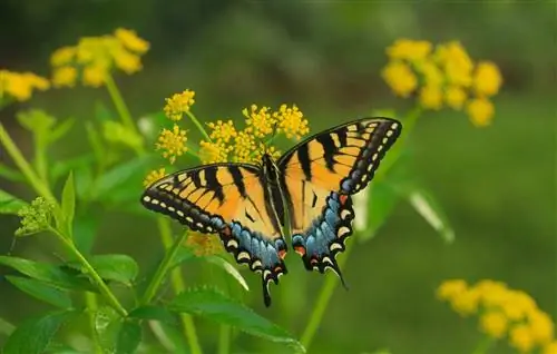 бабочка на золотом Александре zizia aurea