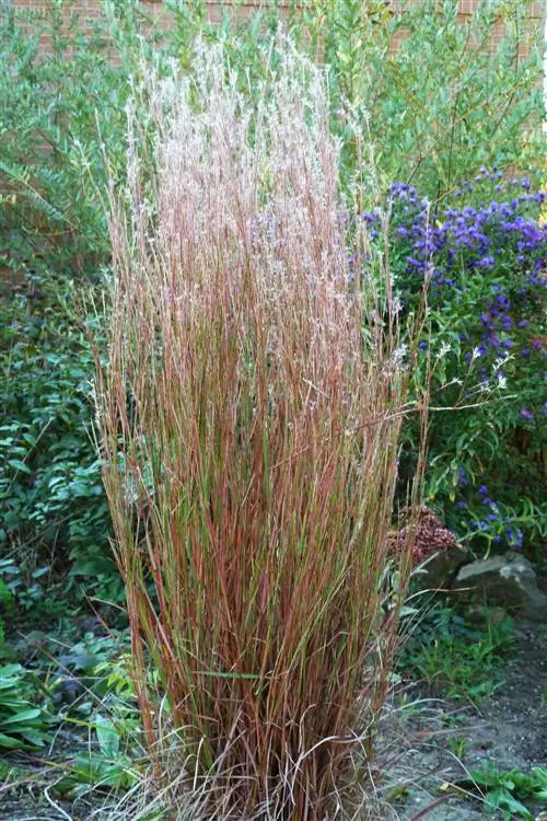 крупный план маленького блюстема