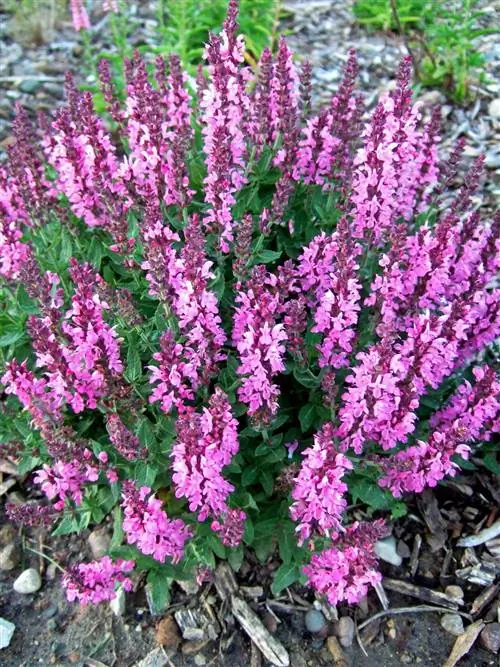 Salvia nemorosa 'Sensation Rose' цветки ярко-розовые