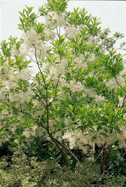 Бахромное дерево Chionanthus virginicus