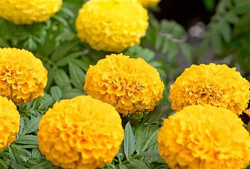 Бархатцы африканские Tagetes erecta
