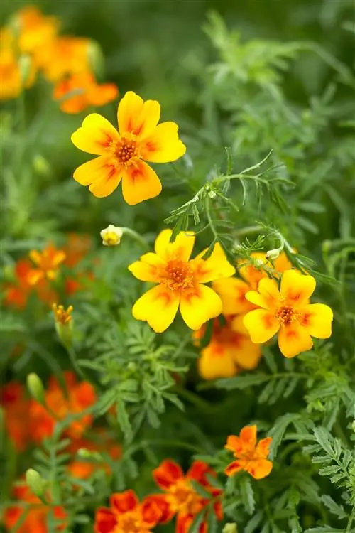 Signet-Marigoldsâ?Tagetes-tenuifolia